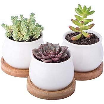 StarPack Premium 3 Piece Mini White Ceramic Succulent Planter Pot Set with Bamboo Bases | Amazon (US)