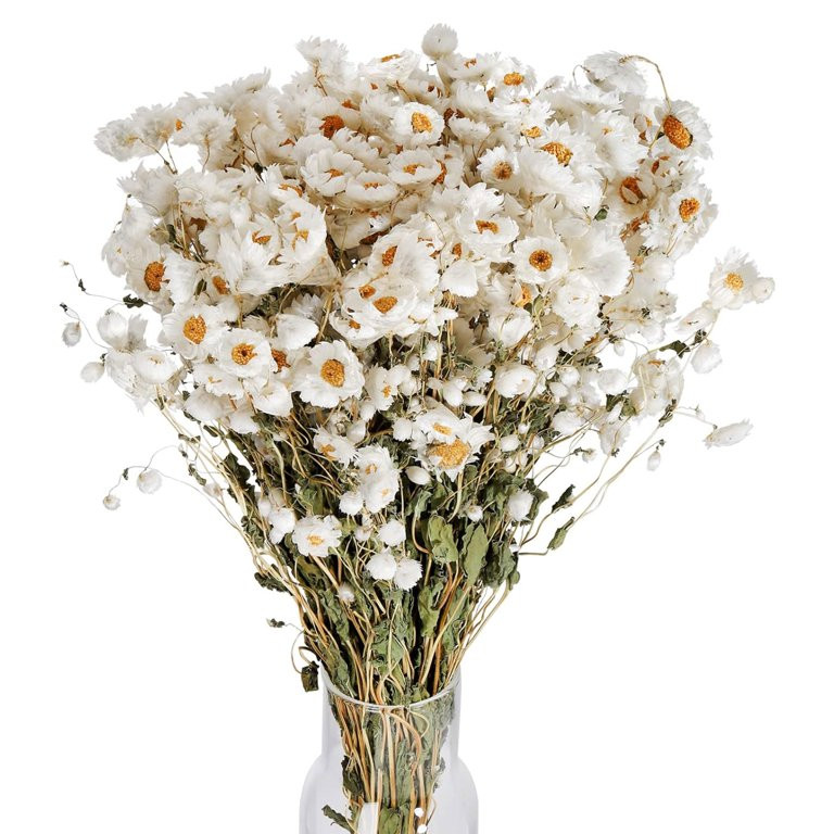 Tripumer 200 Dried Star Daisies Natural White Dried Flowers Chamomile Bouquet Rodanthe DIY Weddin... | Walmart (US)