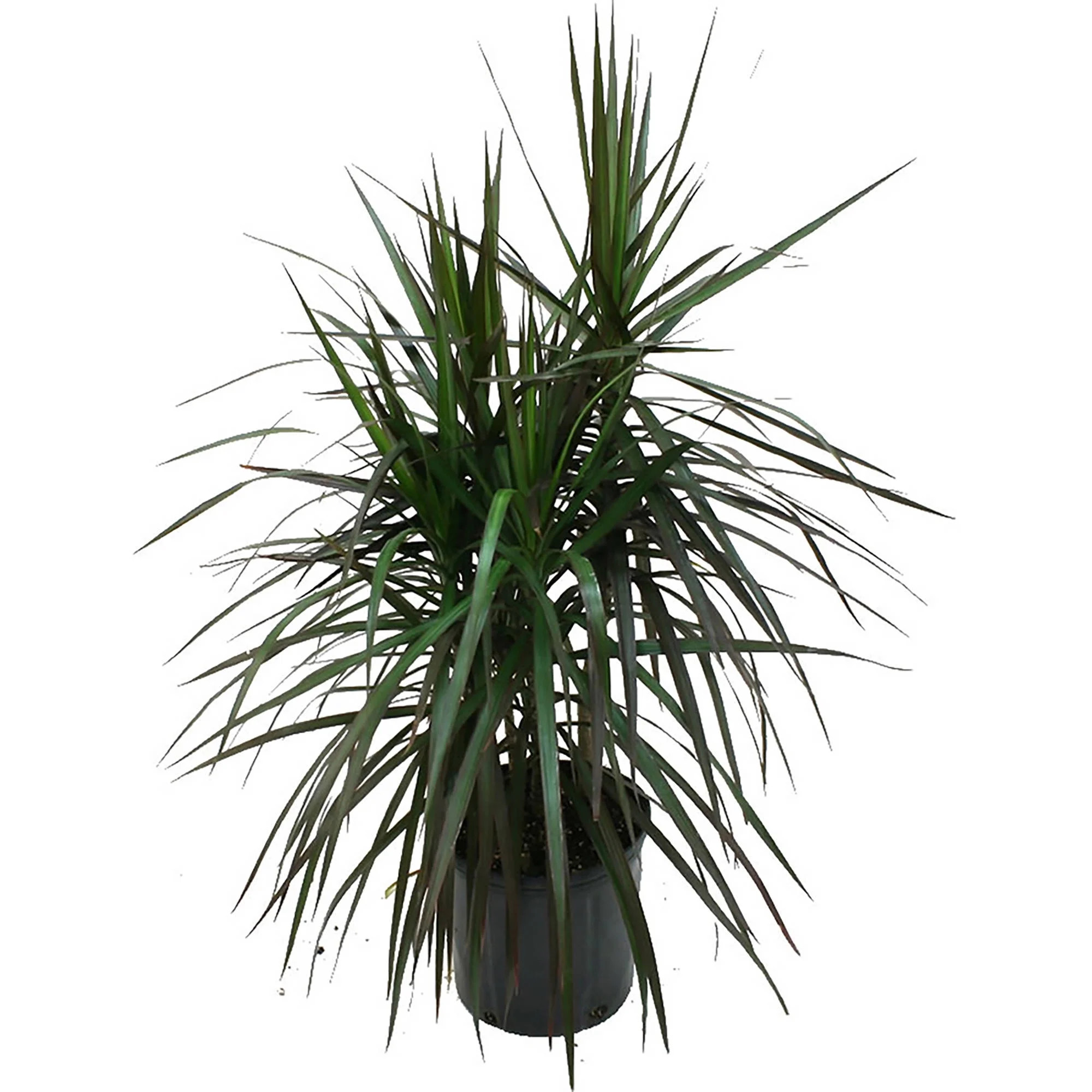 Delray Plants Live 3-feet Tall Dracaena Marginata Bush Madagascar Dragon Tree Easy to Grow House ... | Walmart (US)
