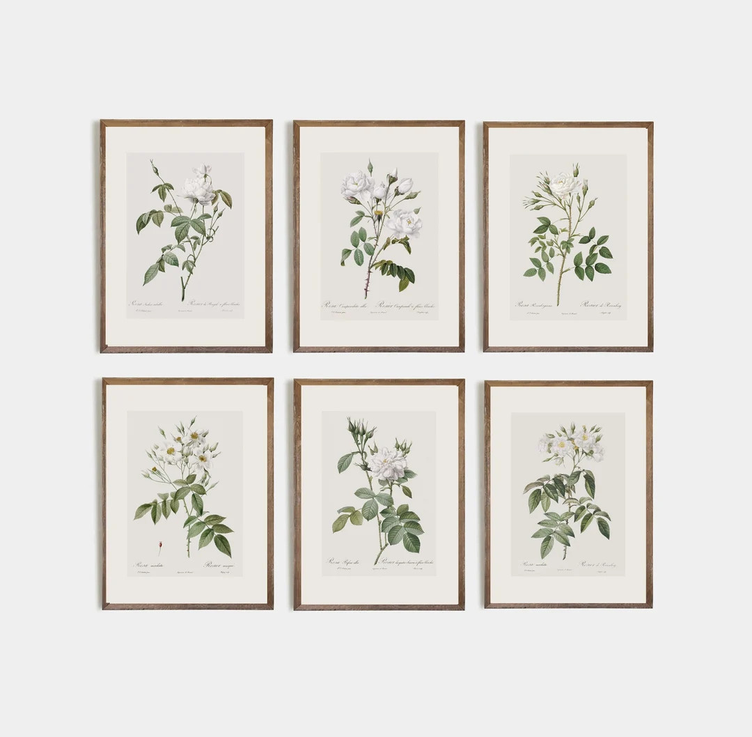 Set of 6 Vintage White Roses, Vintage Rose Print Art, Rose Wall Decor, Printed and Shipped, FINE ... | Etsy (US)