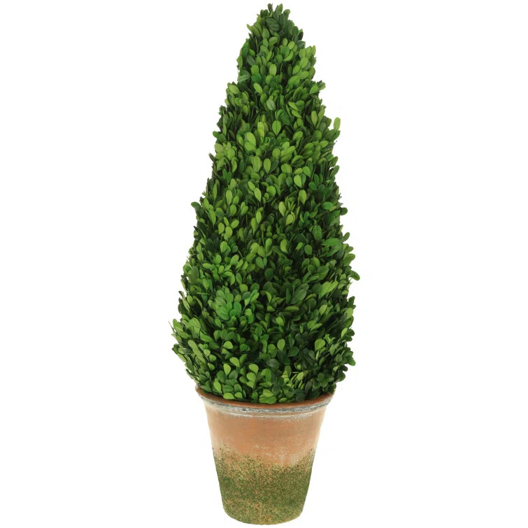 Faux Boxwood Topiary in Pot | Wayfair North America