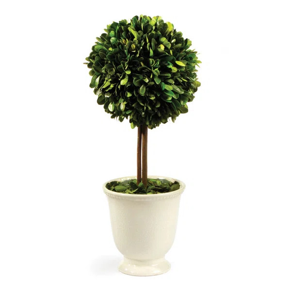 Boxwood Topiary in Pot | Wayfair North America