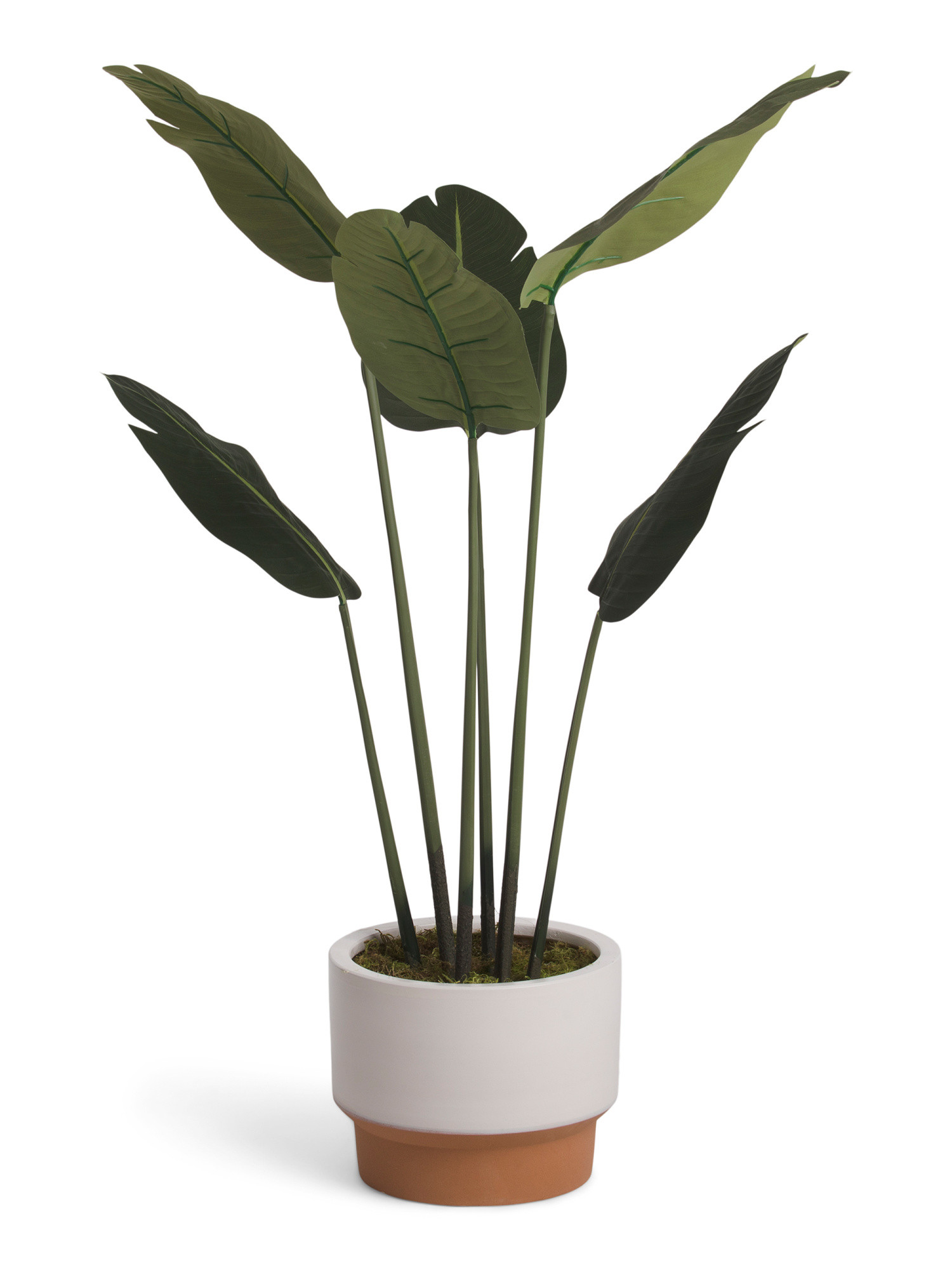 4ft Traveler Palm In Terra Pedestal Pot | Home Essentials | Marshalls | Marshalls
