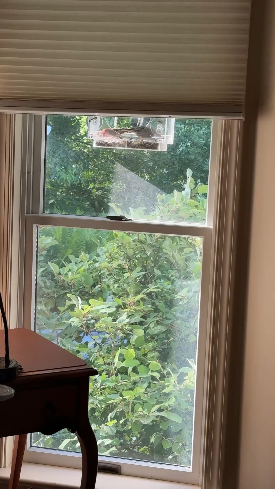 low tech bird watching bird feeder that suctions right to the window. So cute for a kitchen or bedroom.

#LTKHome #LTKOver40 #LTKdayinmylife