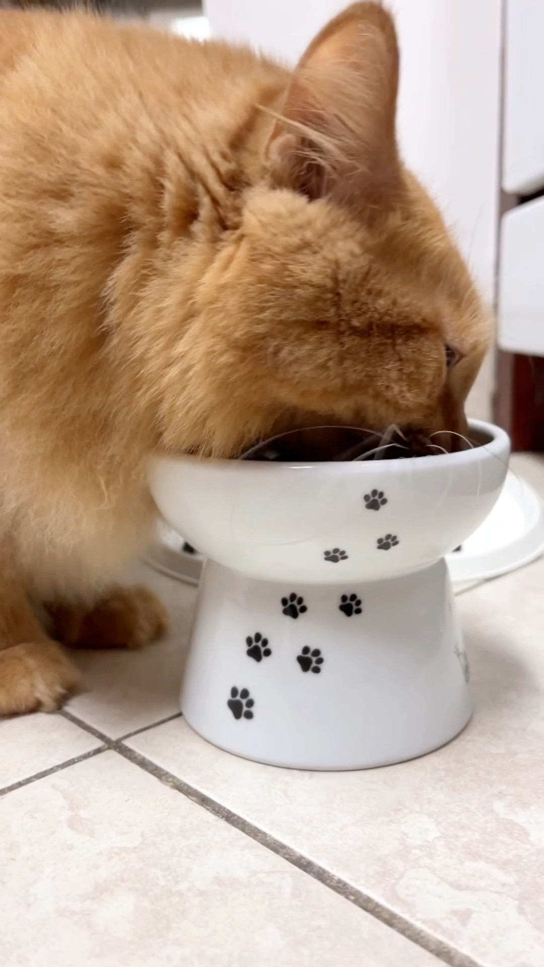 Raised cat food and water bowls #LTKPets

#LTKFind #LTKhome #LTKunder50