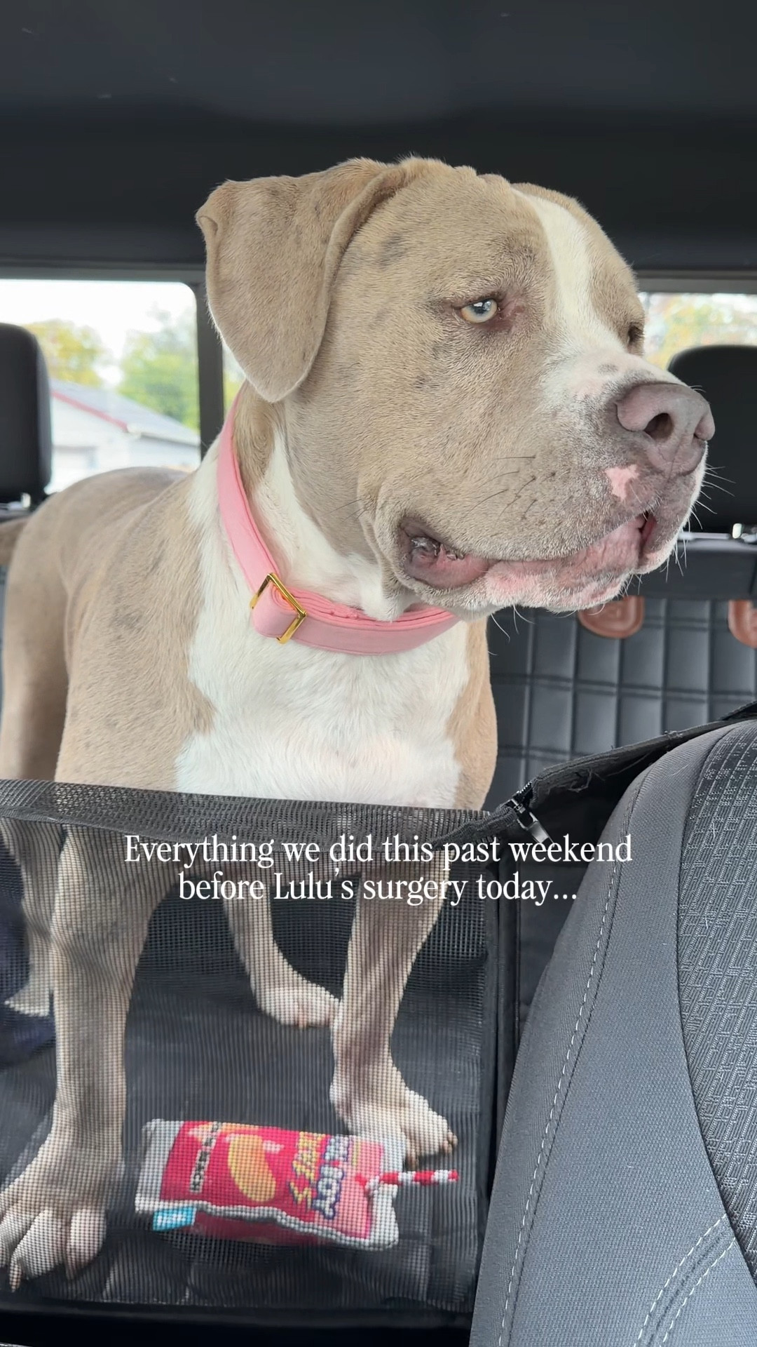 Pre-Surgery Prep With Lulu: Holiday Tree Decor, Enrichment Toys & Comfort Essent

#LTKvlog #LTKSeasonal #LTKmomlife