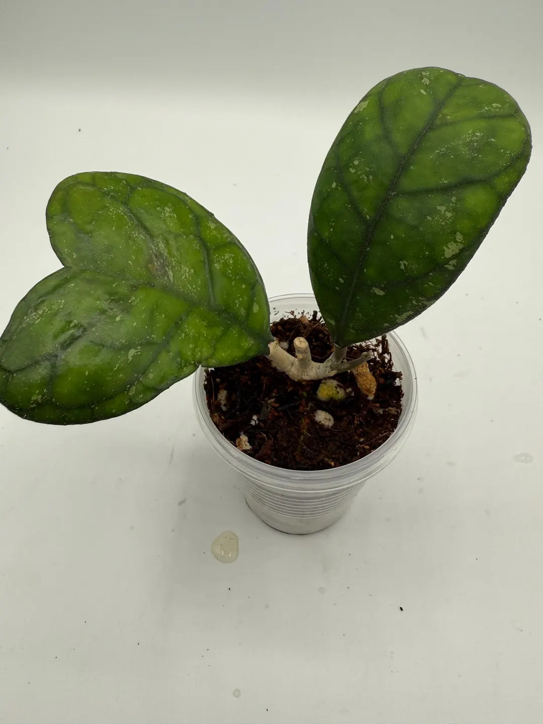 Hoya deykeae - striking heart shaped leaves - leathery texture | Etsy (US)