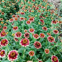 Organic Aztec Zinnia Seeds, Burgundy Bicolor Zinnias, Dwarf Flowers // Organic, Non-Gmo, Haageana | Etsy (US)