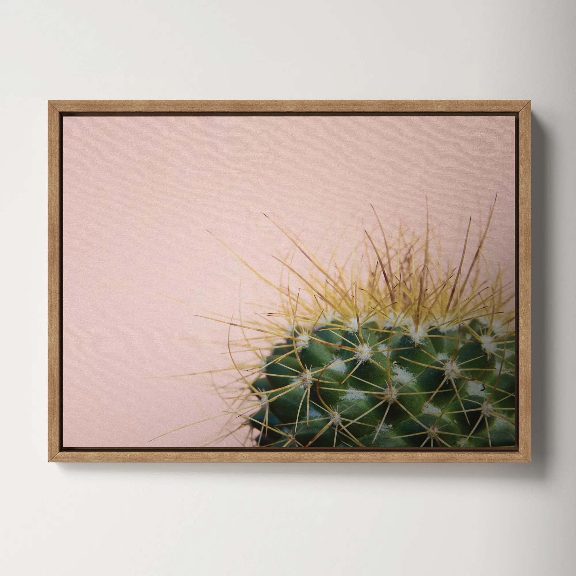 AllModern Macri Sylvie Cactus by F2Images - Photograph on Canvas "& Reviews" | Wayfair | Wayfair North America