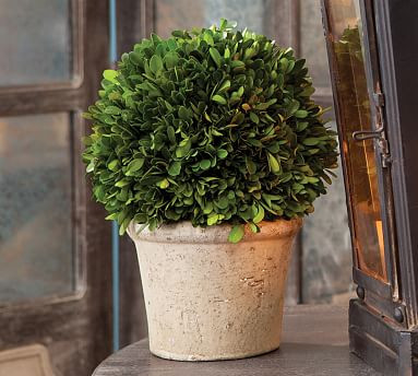 Preserved Boxwood Large Sphere In Ceramic Pot | Pottery Barn (US)