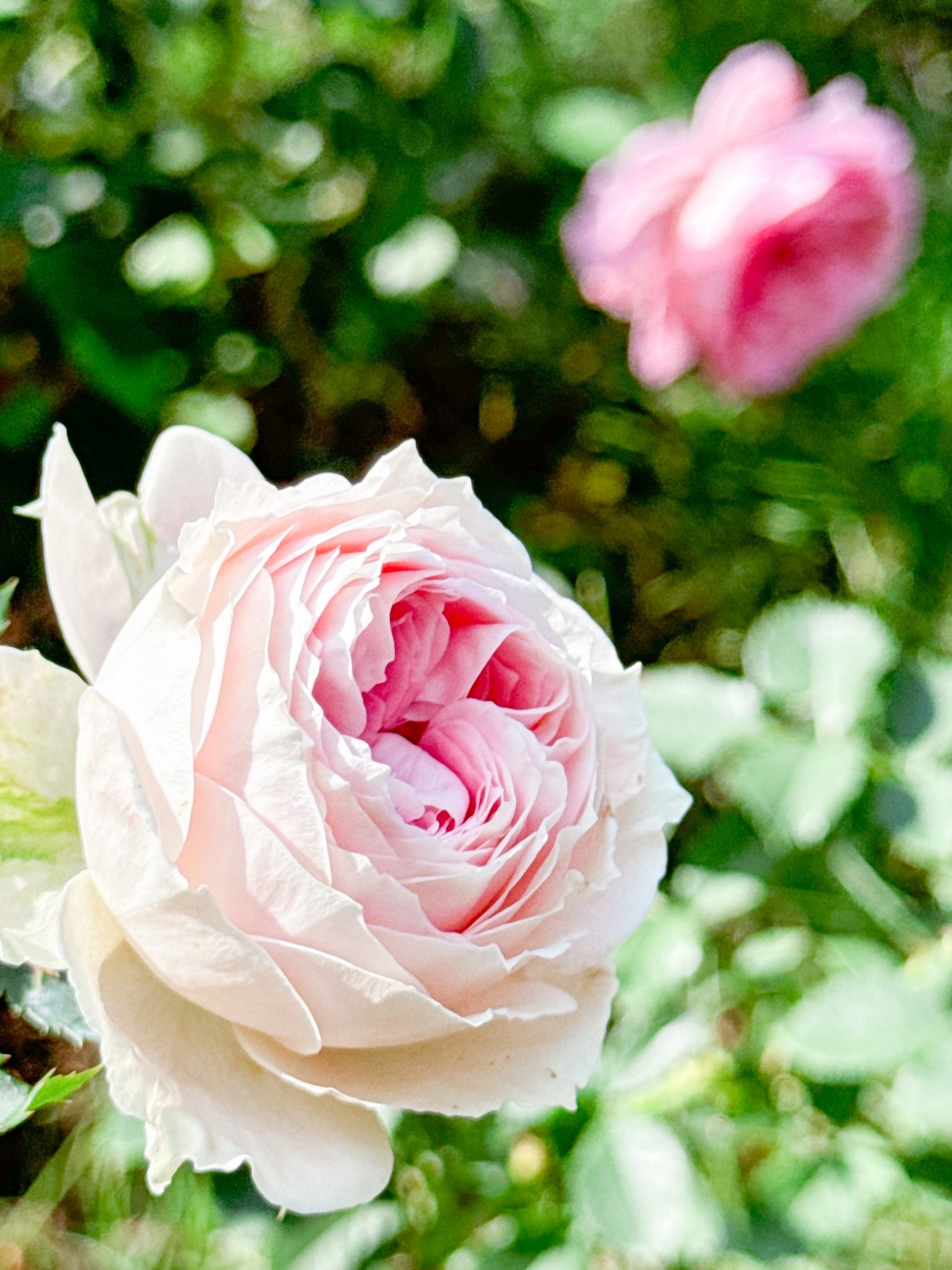 I cannot tell you how obsessed I am with Pompon veranda. She is a star in my rose garden. I am seriously contemplating another four or five.

#LTKGiftGuide #LTKSeasonal #LTKselfcare