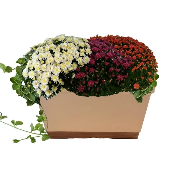 Better Homes & Gardens 1.5G Windowbox Garden Mum Live Plant in Decorative Pot | Walmart (US)