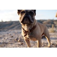 Leather Dog Collar | Etsy (US)