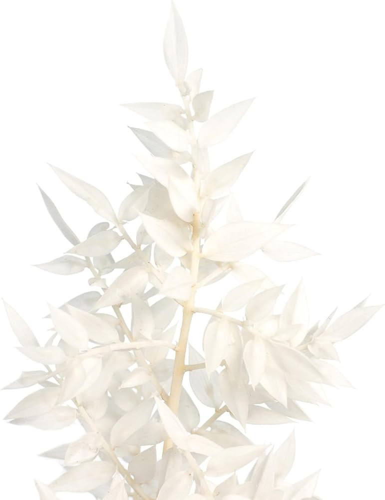 Blumigo Ruscus getrocknet im Bund - 5 Stiele - Echte gebleichte Trockenblumen - Farbe Weiß - Nat... | Amazon (DE)