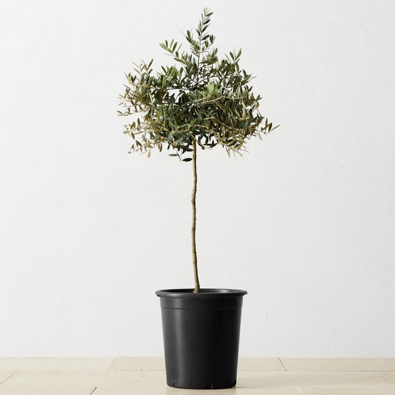 Alder & Oak Olive Tree | Williams-Sonoma