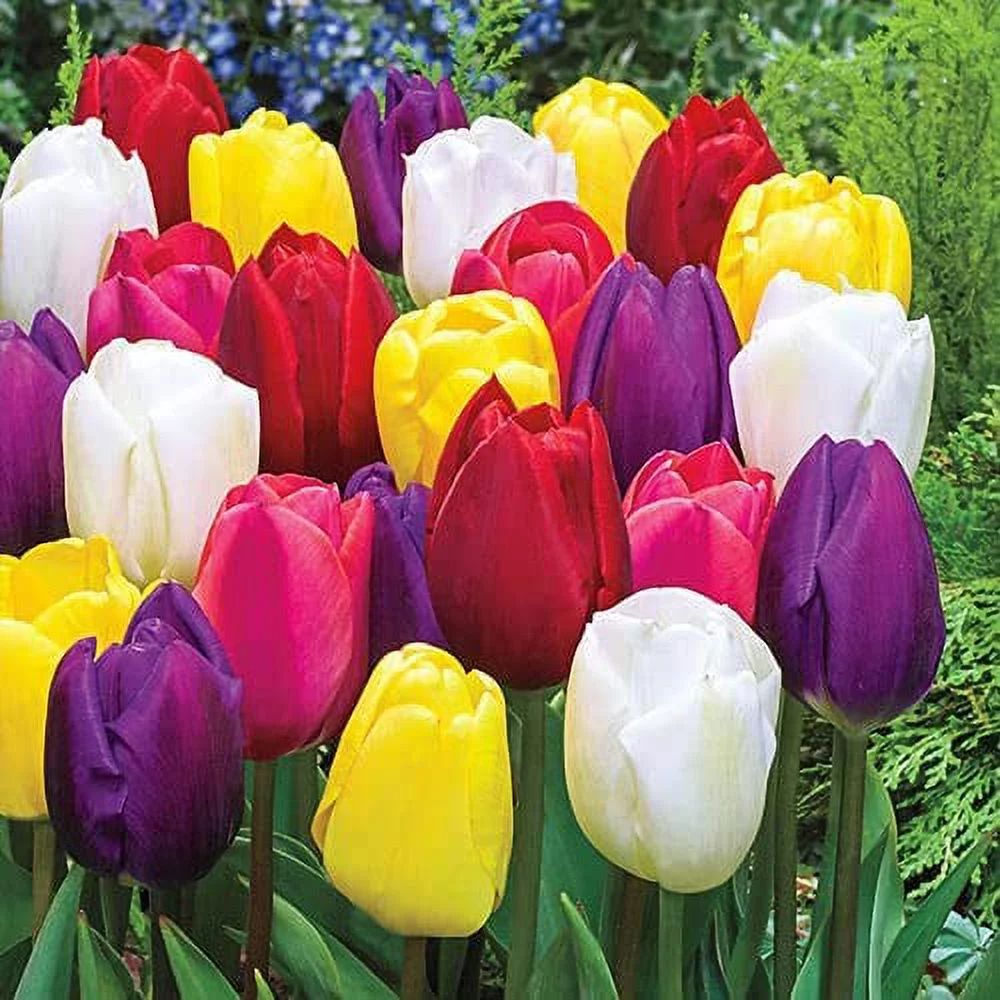 Mixed Color Tulip Bulbs for Planting - Ships from Iowa, USA (10 Bulbs) | Walmart (US)