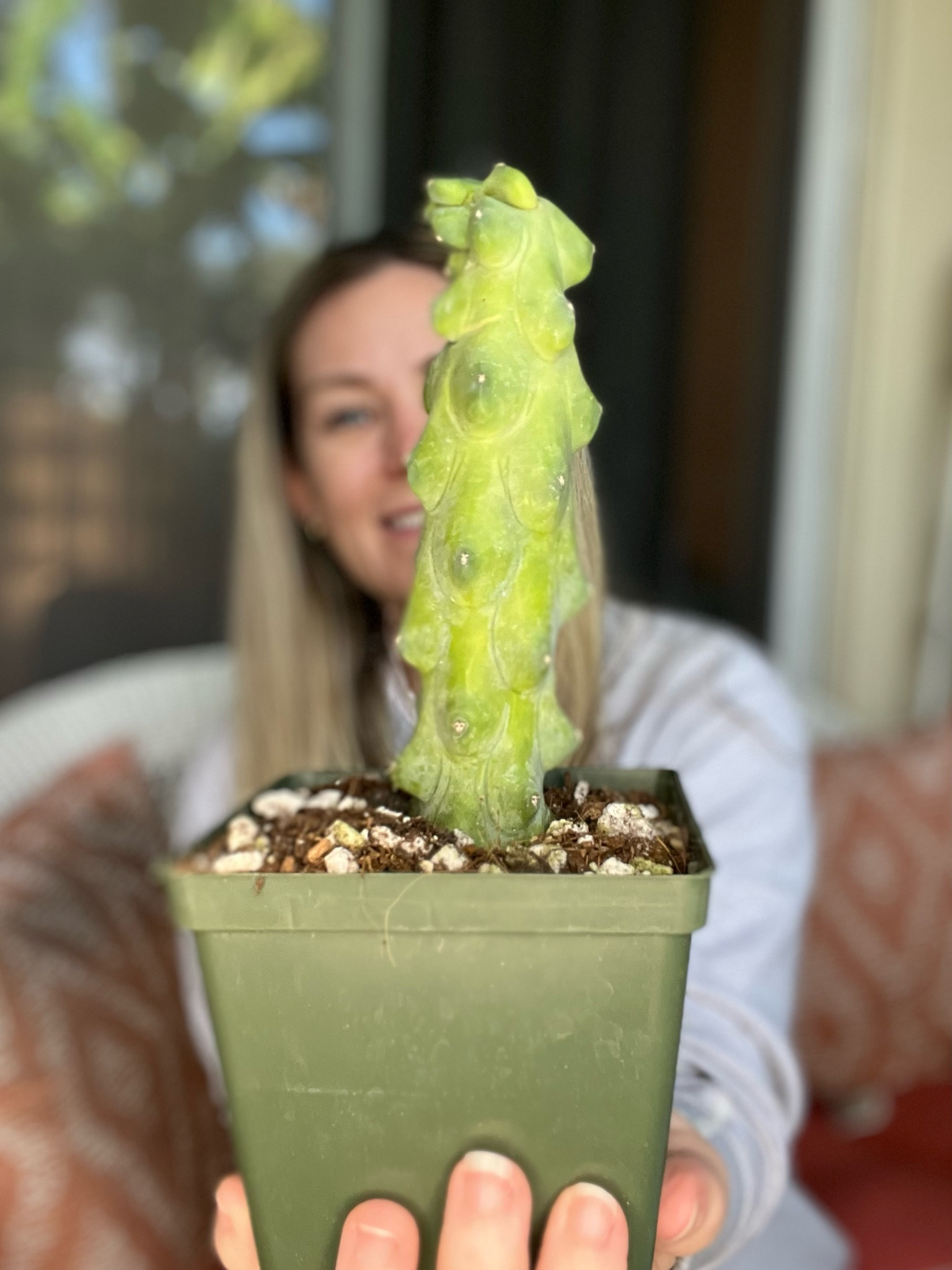 Every plant parent needs a unique and funky boobie cactus in their collection! Such an easy to care for plant, even for new plant parents! Linking a few of my favorite unique plants 🪴

#LTKhome #LTKFind #LTKstyletip