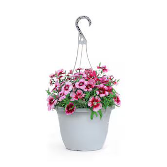 Metrolina Greenhouses Multicolor Dianthus in 1.5-Gallon (s) Hanging Basket Lowes.com | Lowe's