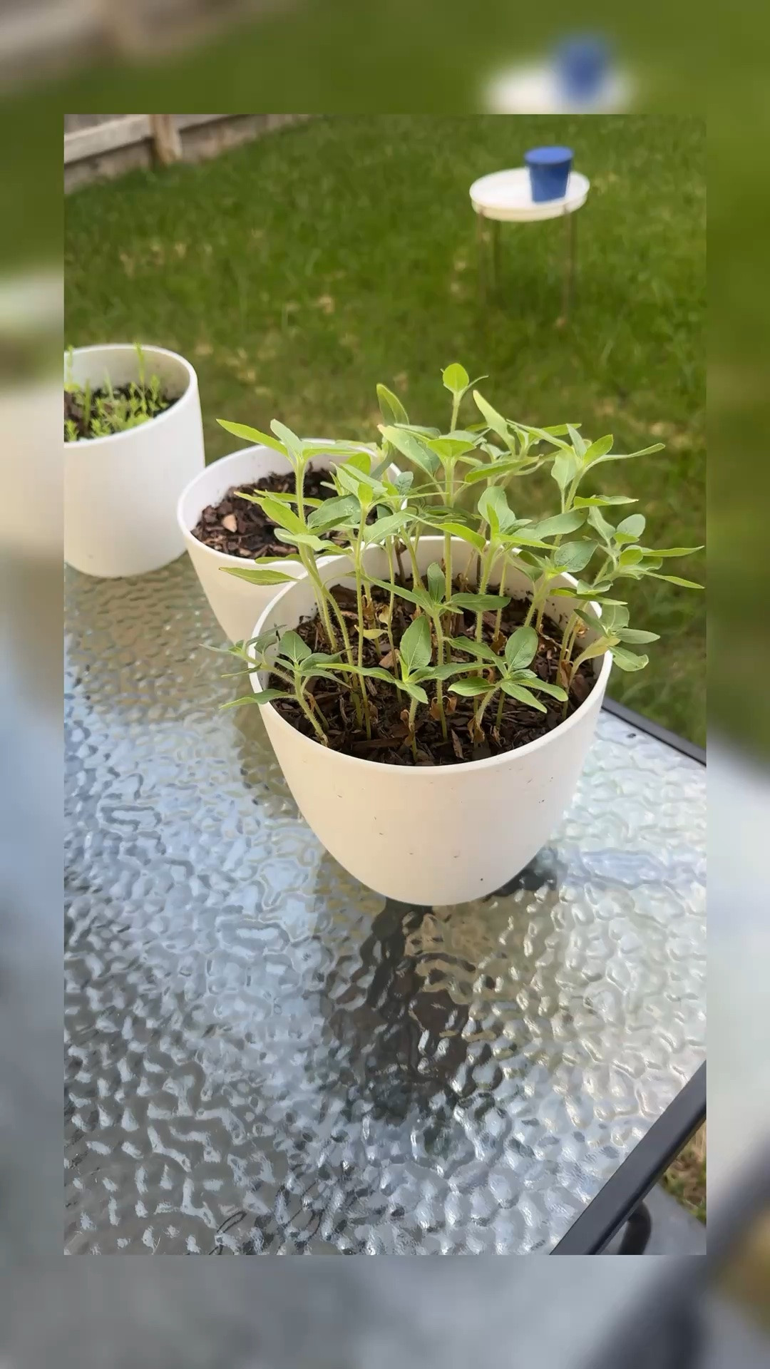 Outdoor gardening + repotting with the help of miracle gro + @Sol Soils 

Sunflowers, gardening, outdoor gardening, outdoor flowers, plant mom, sol soils, fertilizer,

#LTKdayinmylife #LTKHome #LTKSeasonal