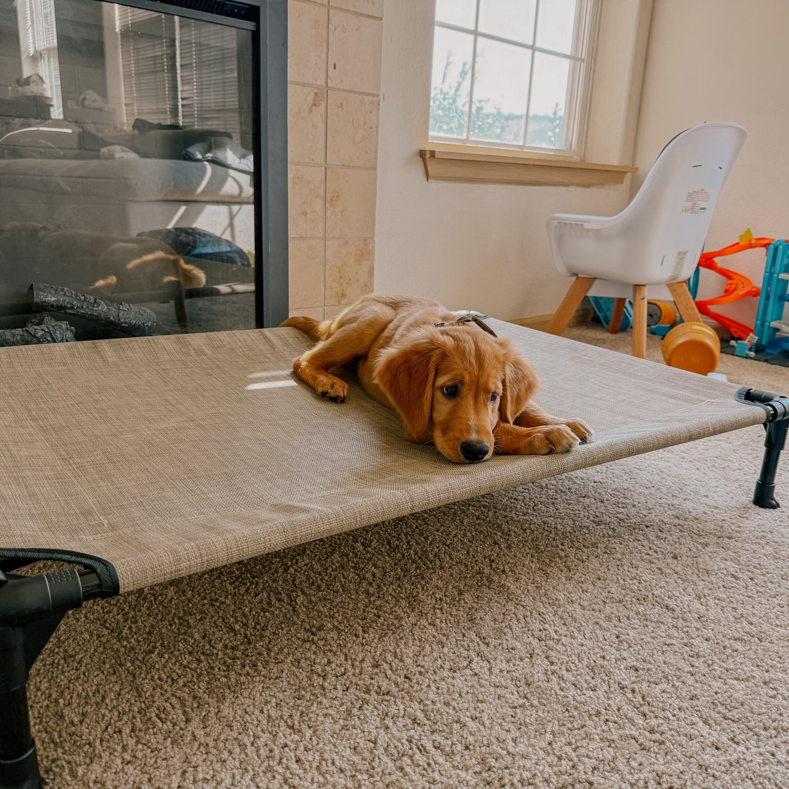 Dog things 

#LTKHome #LTKPets #LTKFamily
