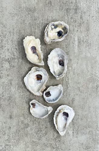 ESVK Natural Polished Oyster Sea Shell (3 Size Options: 2-3" / 3-4" / >4") | 2 Quantity Options (18  | Amazon (US)