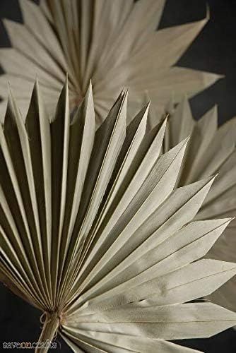 Palm Leaf Fans Dried 14x12 Pack of 5 - Wedding Event and Home Decor | Amazon (US)