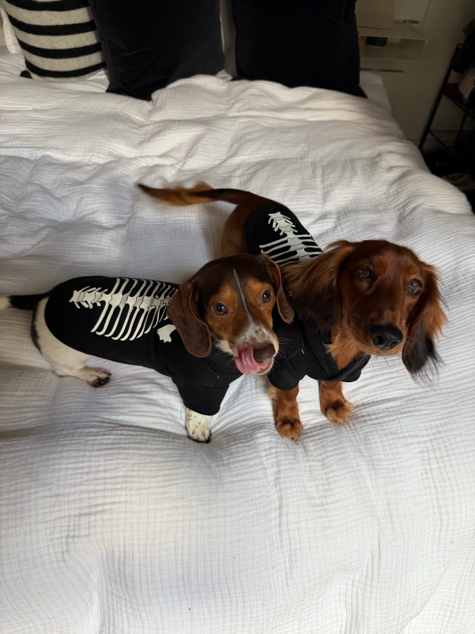 Shop the cutest Halloween picks from @petco #ad #petcopartner