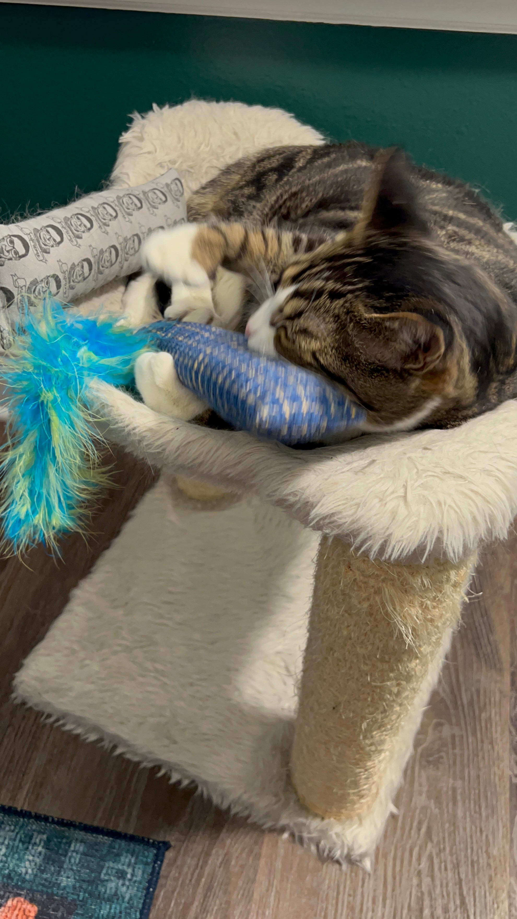 Gift Ideas for Cat Moms: Fall Enrichment Toys - Rounding up some of the toys my clowder actually loves — from feather chasers to puzzle treats to cozy kicker toys, these are the ones they go back to again and again. I’m always rotating in new finds, especially around fall when we’re home more and they need extra playtime and stimulation. 

These picks are fun, safe, and perfect for keeping your cats active and entertained. Whether you’re looking for rainy day enrichment or starting your holiday shopping early, these make great gifts for your own furbaby or for your fellow cat mom friends 🐱💚

Tagging our current faves here — plus a few extras I’ve added to cart for the season ahead. 

 #LTKHome #LTKPets #LTKFamily
