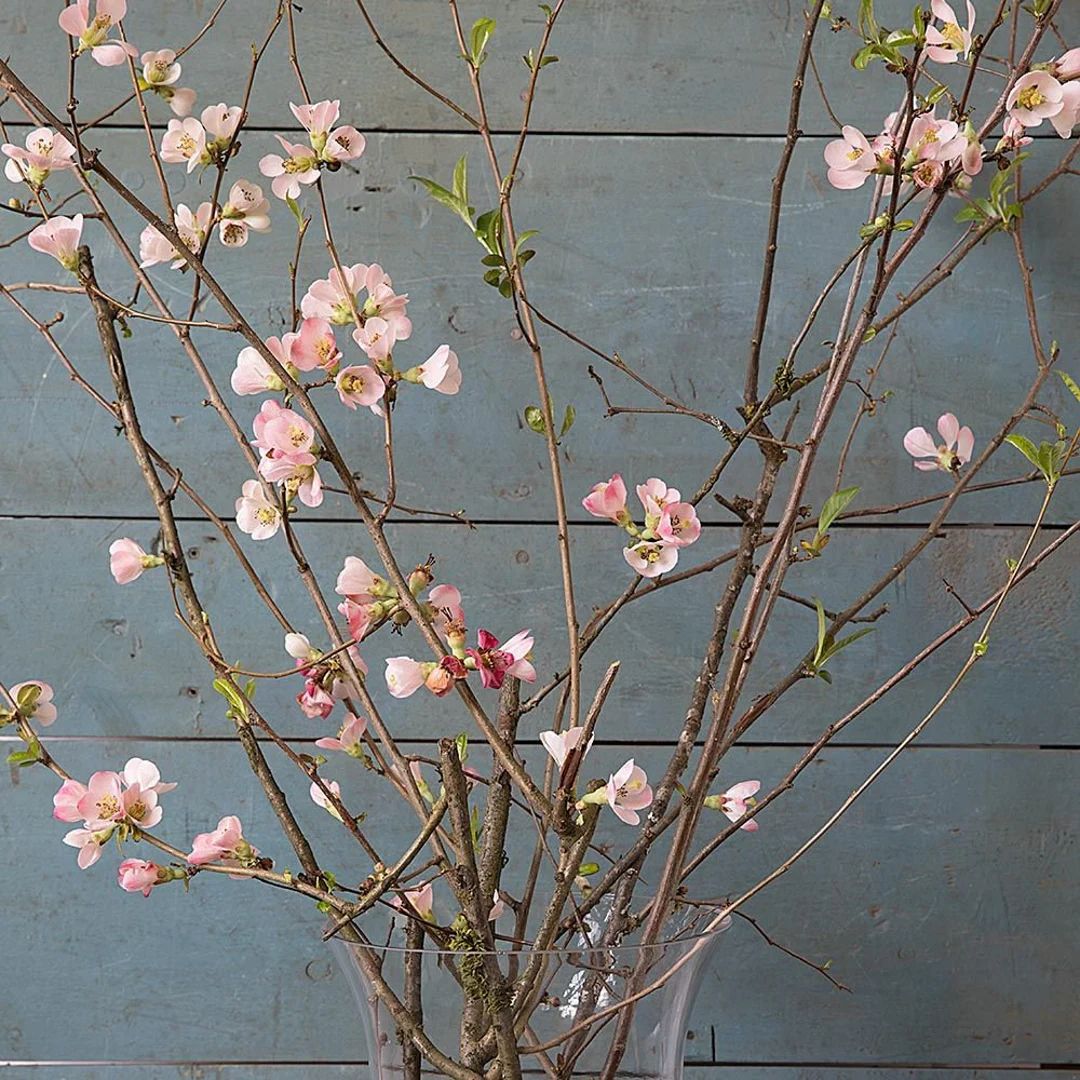 Quince Branches | Live Flowering Branches | Etsy (US)