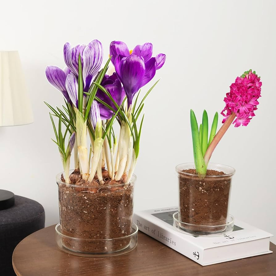 2Pcs Clear Glass Pot Planter with Drainage Holes & Tray, Transparent Pot Planter with Saucer for ... | Amazon (US)