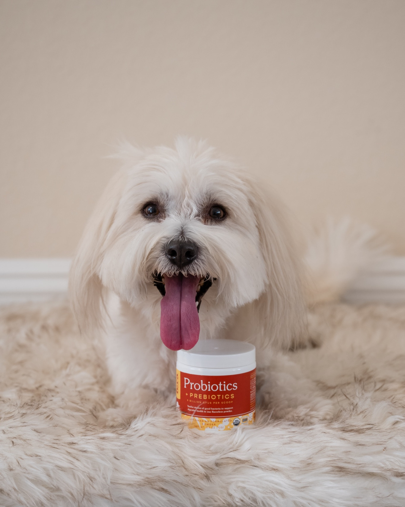 Stay healthy with Probiotics this season 

#LTKPets #LTKDogs

#LTKGiftGuide #LTKHoliday #LTKCyberWeek
