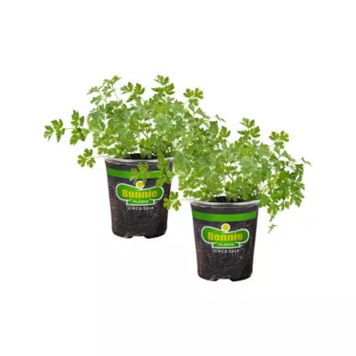 Bonnie Plants 19.3 oz. Potted Italian Flat Leaf Parsley Plants, 2 pc. | Tractor Supply
