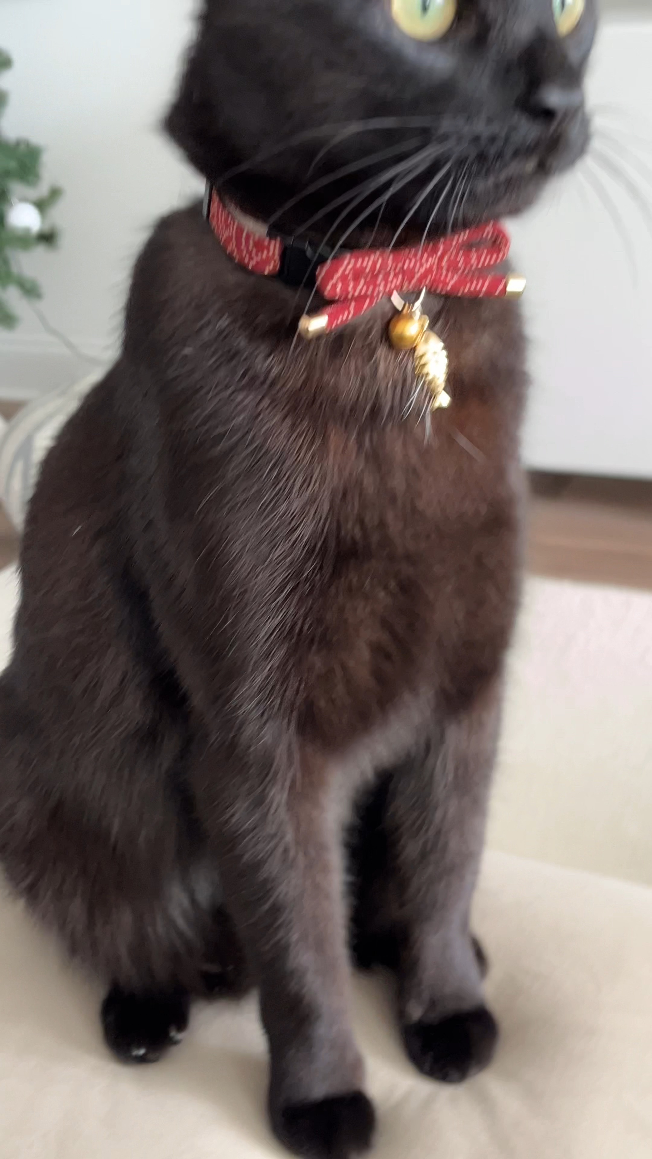 Cutest cat collar #pet #cat
