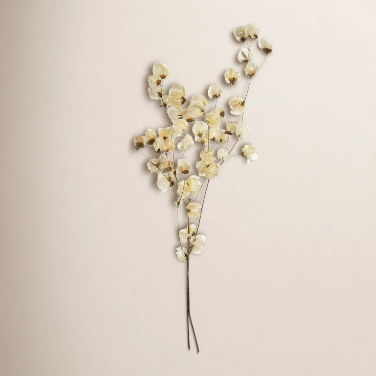 Preserved Cara Blossom Arrangement | Wayfair North America