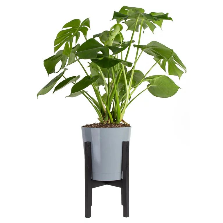 Costa Farms Live Indoor 24in. Tall Green Monstera; Medium, Indirect Light Plant in 10in. Mid-Cent... | Walmart (US)