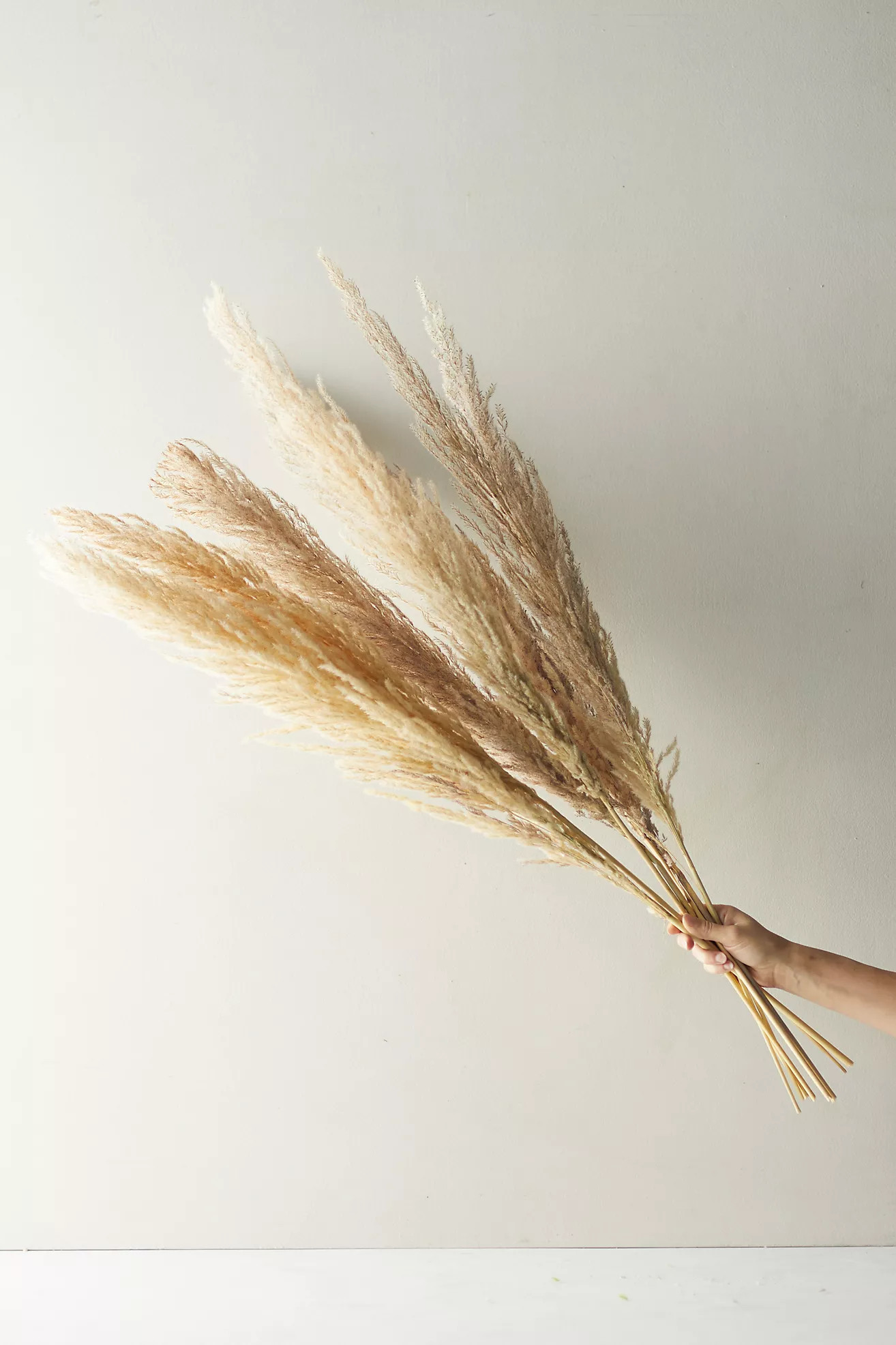 Dried Pampas Grass Bunch | Anthropologie (US)