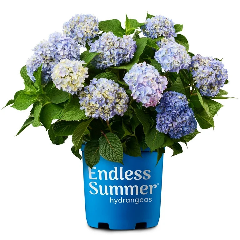 Endless Summer The Original Reblooming Hydrangea Live Shrub in 1-Gallon Grower Pot | Walmart (US)