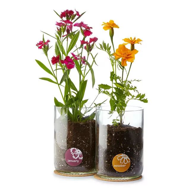 Birth Month Flower Grow Kit | UncommonGoods