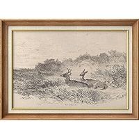 SIGNWIN Premium Frame Art Classic Wildlife Sketch Deer Duo in Wilderness Illustrations Fine Art Traditional Iconic for Living Room, Bedroom, Office - 26"x36" Black | Amazon (US)