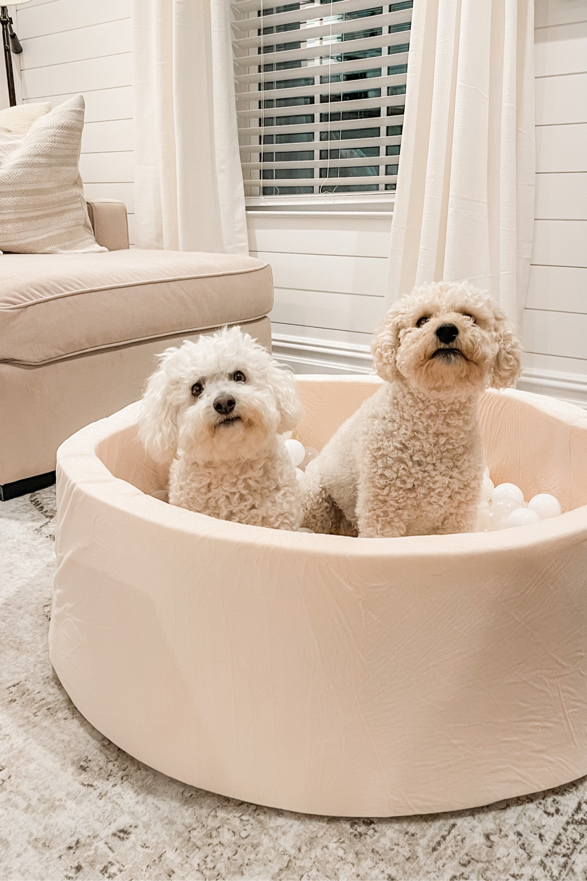 Ball pits are for kids with fur too 🤍

#LTKsalealert #LTKfamily