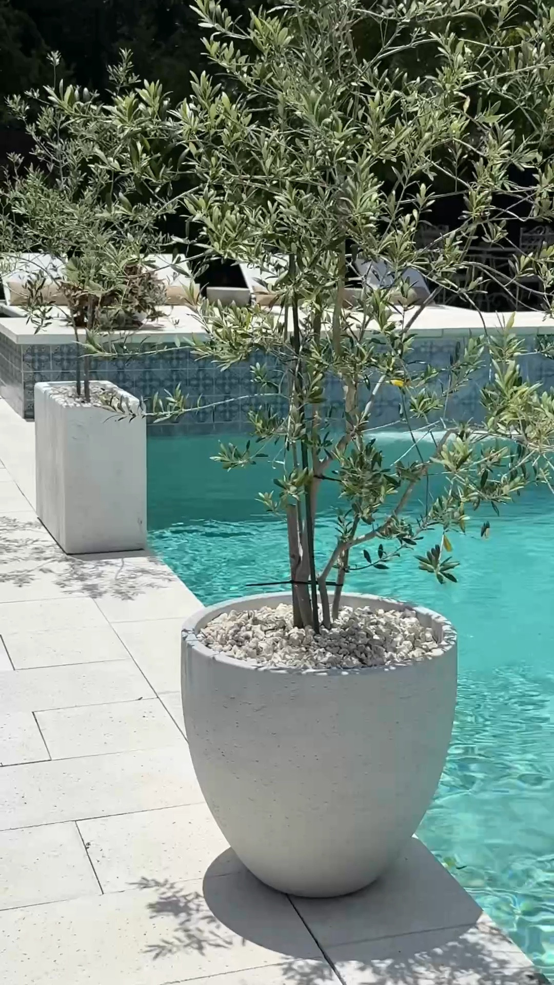 Potted olive trees thriving.  Sharing some outdoor planter options if you like white and neutral look.  
Follow along @new_vision_home
Resin planters 


#LTKStyleTip #LTKSeasonal #LTKHome
