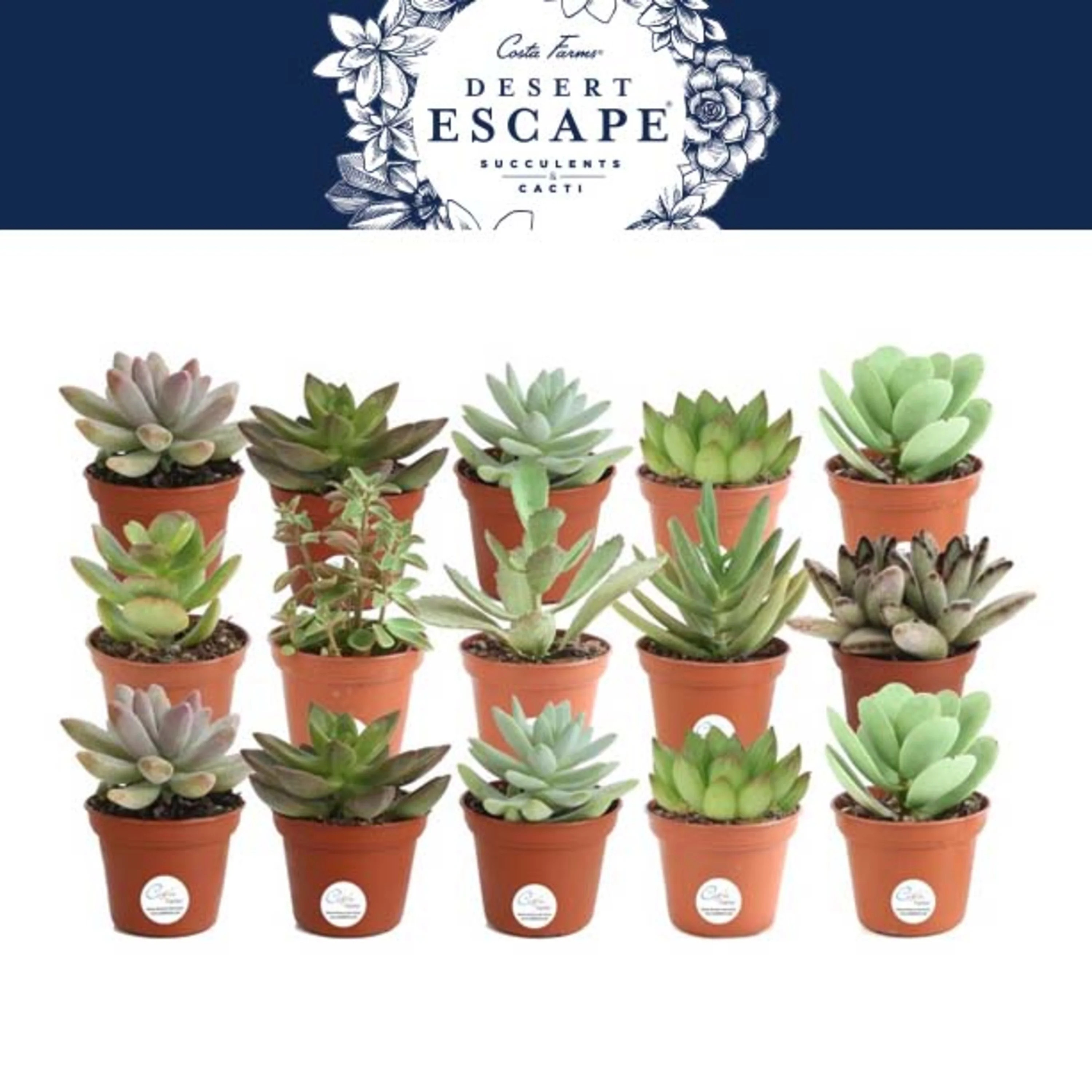 Costa Farms Desert Escape Live Indoor 2in. Tall Assorted Succulent; Bright, Direct Sunlight Plant... | Walmart (US)