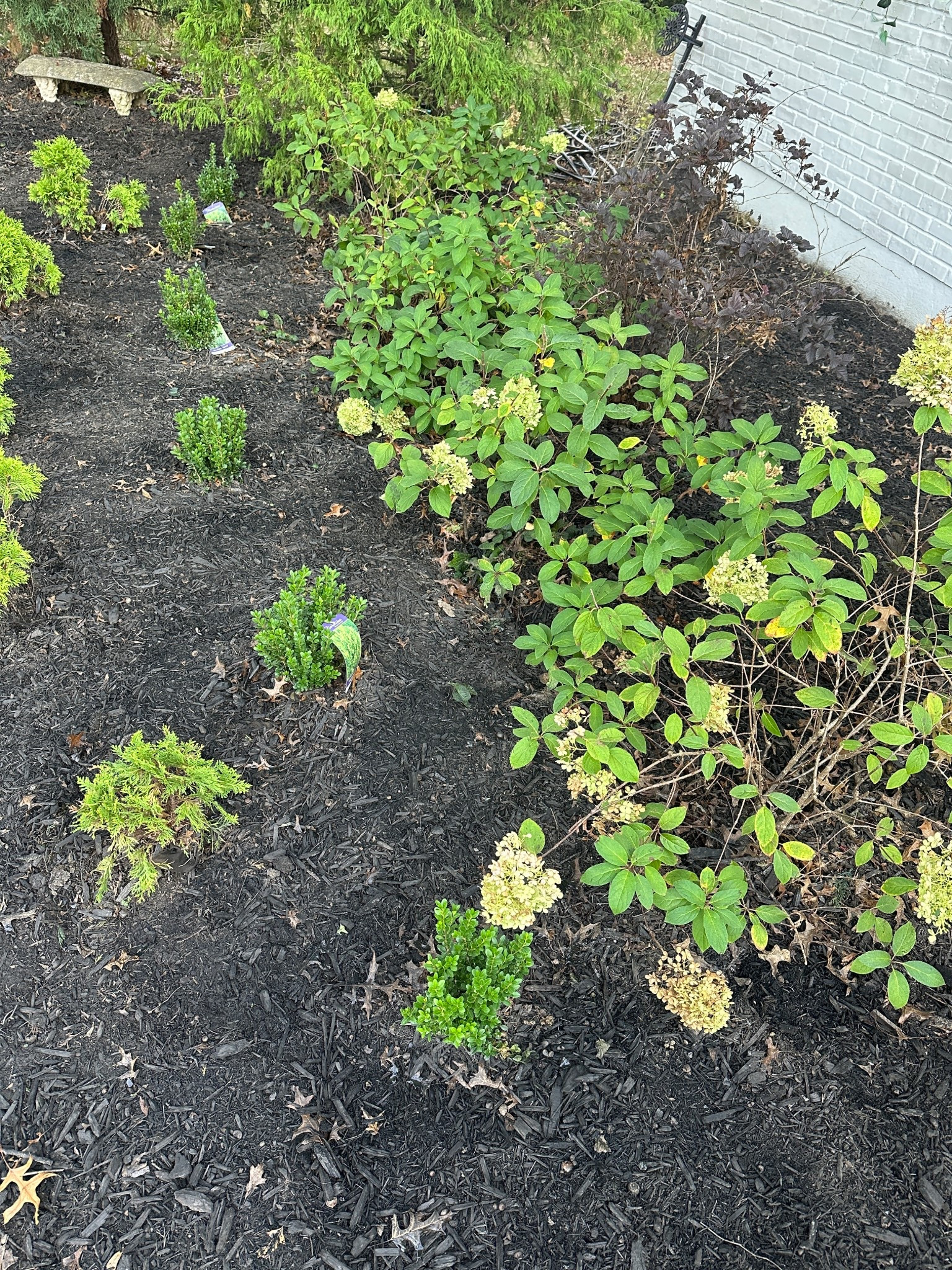 How to keep mulch black, with black mulch dye of course! I just applied it so it’s still drying! Make sure to get a gallon size sprayer and go! 

#gardening #mulch #blackmulch #homeimprovement #outdoors 

#LTKSeasonal
