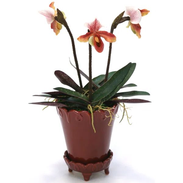 Orchids Floral Arrangement in Decorative Pot | Wayfair North America