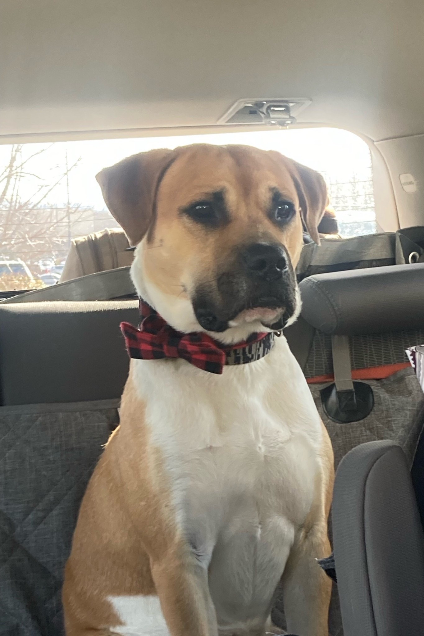 Dog Christmas collar ❤️

#LTKSeasonal #LTKHoliday #LTKGiftGuide