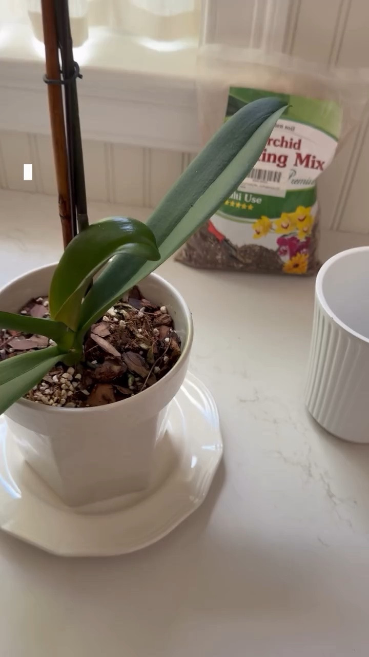 Hopefully I can keep this orchid alive for many more months and years!

#LTKdayinmylife