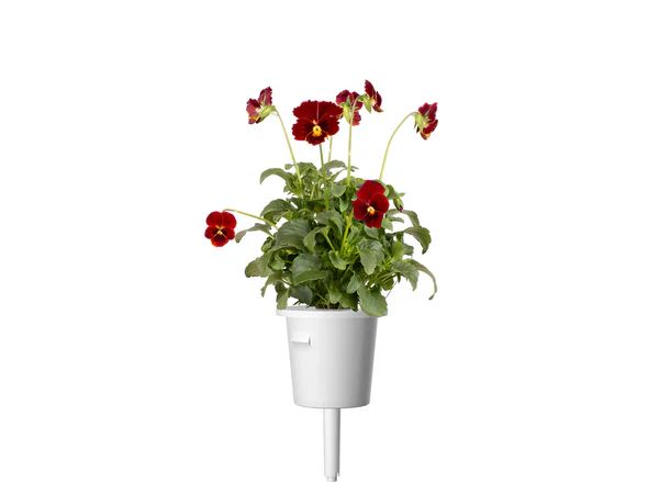 Red Pansy Plant Pods | Click & Grow