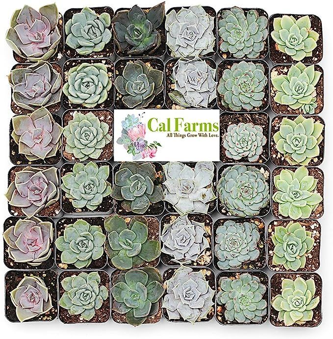 CAL Farms 2” Rosettes Succulents - for Weddings, Private Parties, Gifts, Party Favors, Gardenin... | Amazon (US)