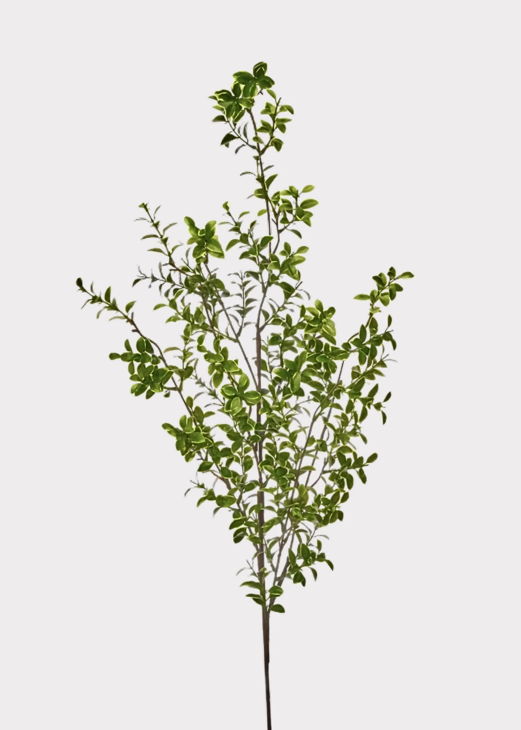 Tall Artificial Boxwood Branch - 48" | Afloral