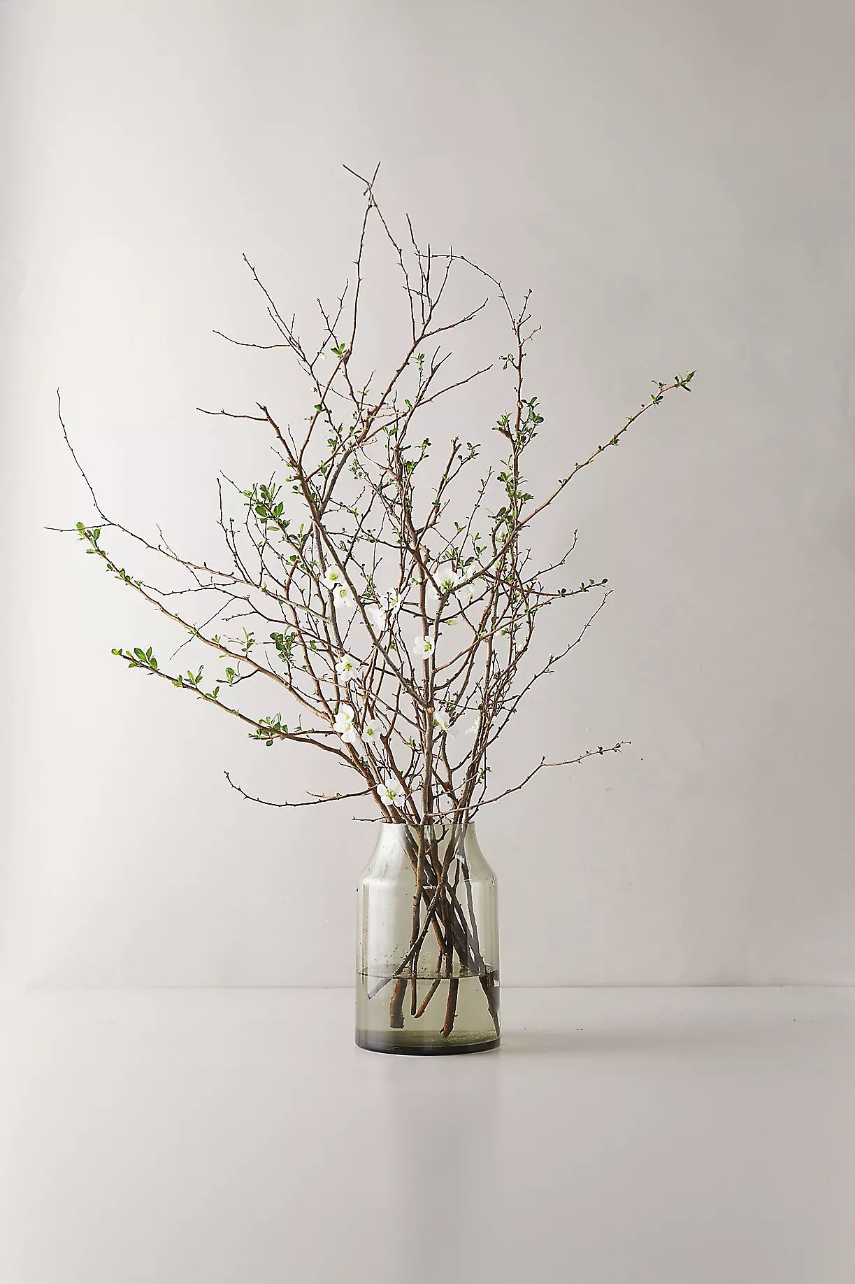 Quince Branches | Terrain
